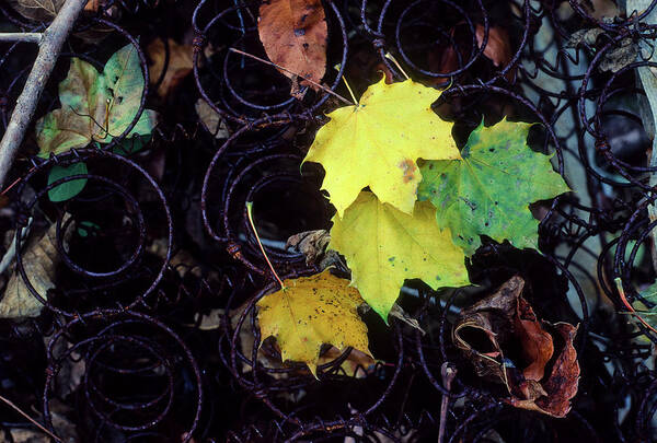 Rural Art Print featuring the photograph Autumn's Spring Leaves, Horizontal by James Oppenheim