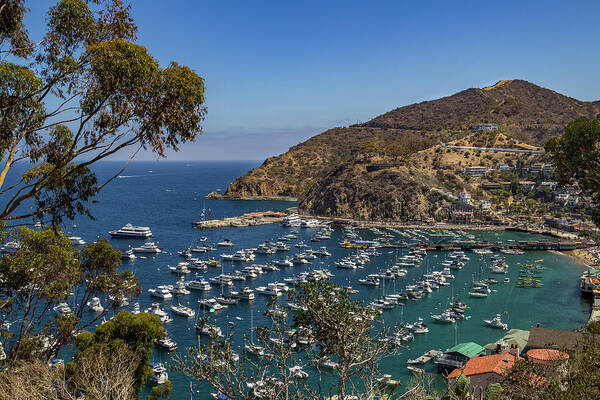 Avalon Art Print featuring the photograph Avalon Bay by Roslyn Wilkins