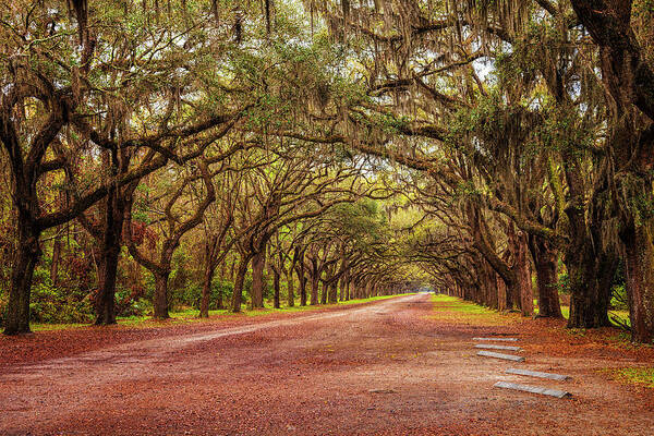 Savannah Art Print featuring the photograph Avenue of the Oaks by Andrew Soundarajan