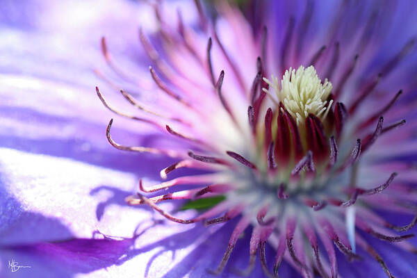 Flower Art Print featuring the photograph Awakening by Mary Anne Delgado