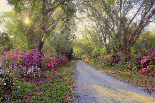 Azalea Art Print featuring the photograph Azalea Lane by H H Photography of Florida by HH Photography of Florida