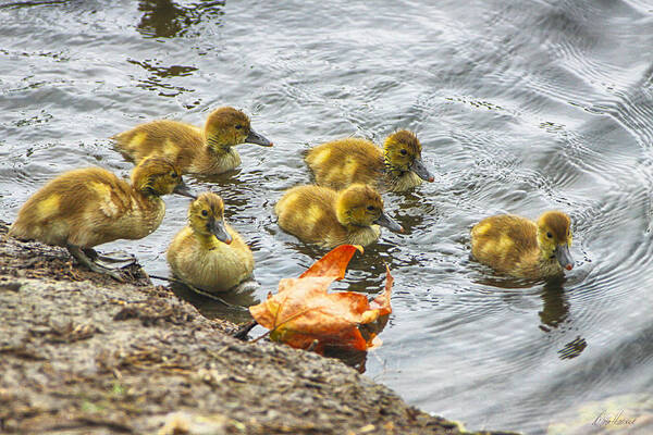 Baby Ducks Art Print featuring the photograph Baby Ducks and Autumn Leaf by Diana Haronis