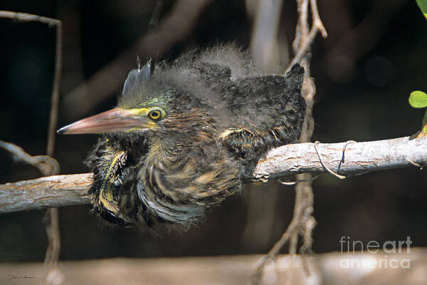 Family Ardeidae Art Print featuring the photograph Baby Green Heron resting on a branch by John Harmon