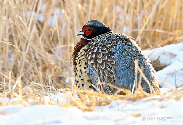 Pheasant Art Print featuring the photograph Baby It Is Cold by Don Durfee