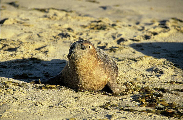 Seals Art Print featuring the photograph Baby seal in sand by David Shuler