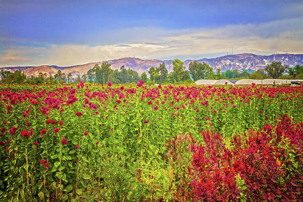 Flowers Art Print featuring the photograph Backroad Beauty in Southern California by Lynn Bauer