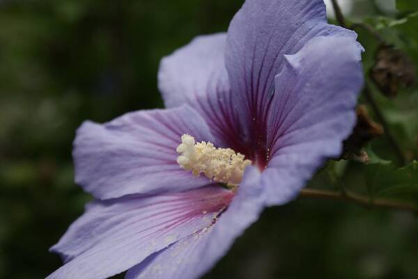 Flower Art Print featuring the photograph Backyard Beauty by Lois Lepisto