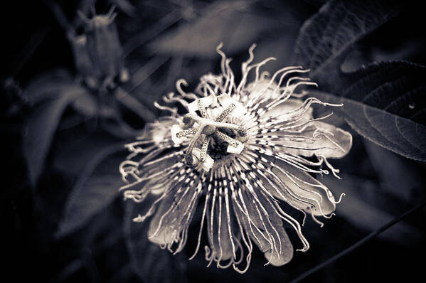 Clematis Art Print featuring the photograph Clematis Flower Bloom by Amber Flowers