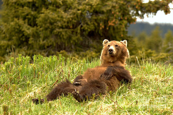 Grizzly Art Print featuring the photograph Banff Grizzly Lounging In The Grass by Adam Jewell