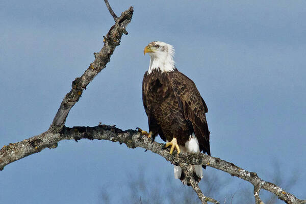 Bird Art Print featuring the photograph Bald Eagle 0472 by Michael Peychich