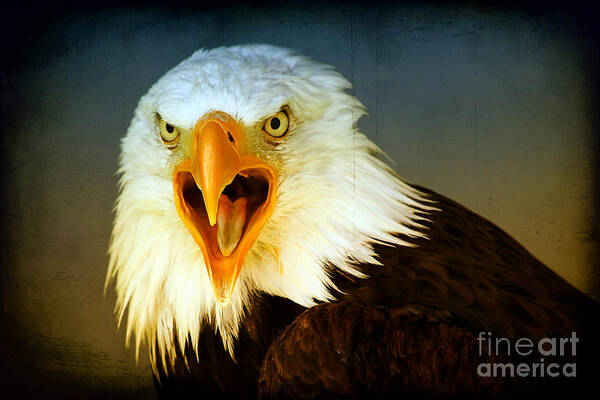 Bird Art Print featuring the photograph Bald Eagle 3 by Teresa Zieba