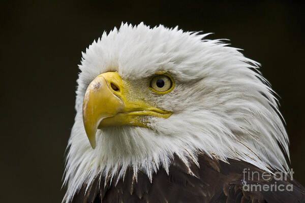 Eagle Art Print featuring the photograph Bald Eagle - 6 by Heiko Koehrer-Wagner