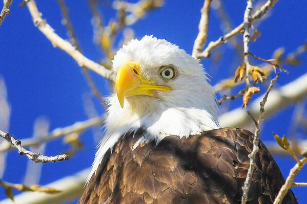 Bald Eagle Art Print featuring the photograph Bald Eagle Head Shot by Juli Ellen