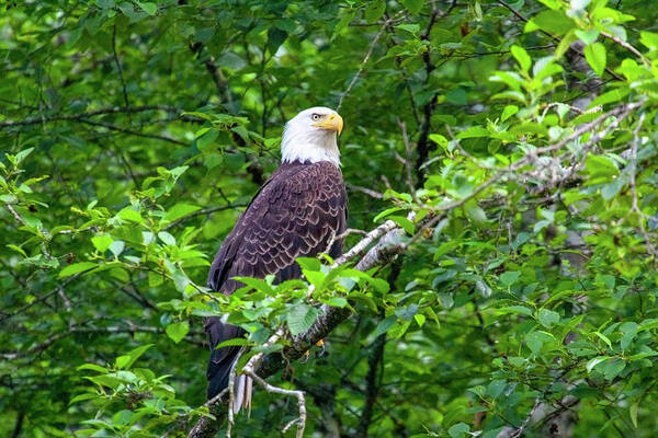 Bald Eagle Art Print featuring the photograph Bald Eagle in Tree by Anthony Jones