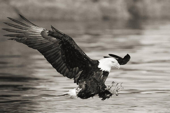 Air Art Art Print featuring the photograph Bald Eagle Landing by John Hyde - Printscapes