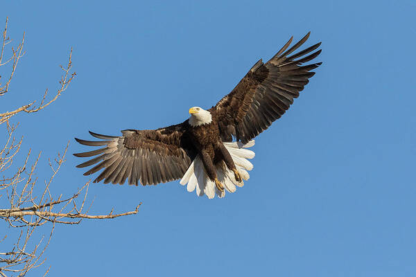 Bald Eagle Art Print featuring the photograph Bald Eagle On Final Approach by Tony Hake