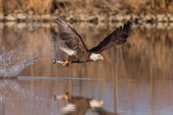 Bald Eagle Art Print featuring the photograph Bald Eagle Snags Breakfast by Tony Hake