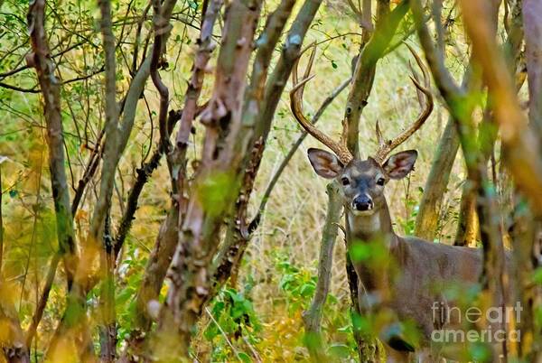 Michael Tidwell Photography Art Print featuring the photograph Bambi's Father by Michael Tidwell