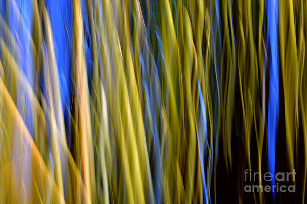 Abstract Art Print featuring the photograph Bamboo Flames by Lorenzo Cassina