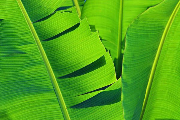Banana Art Print featuring the photograph Banana Leaves-St Lucia by Chester Williams