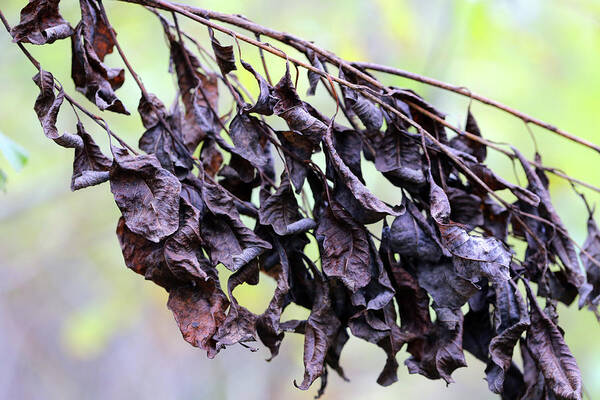 Dead Leaves Art Print featuring the photograph Banding Together by Mary Bedy