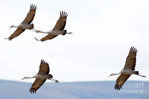 Sandhill Cranes Art Print featuring the photograph Bank Right by Michael Dawson