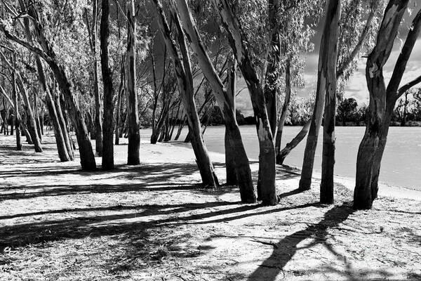 Banks Of The Murray River Loxton Riverland South Australia B&w Art Print featuring the photograph Banks of the Murray River by Bill Robinson