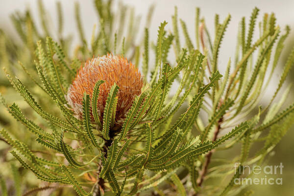 Flora Art Print featuring the photograph Banksia WA02 by Werner Padarin