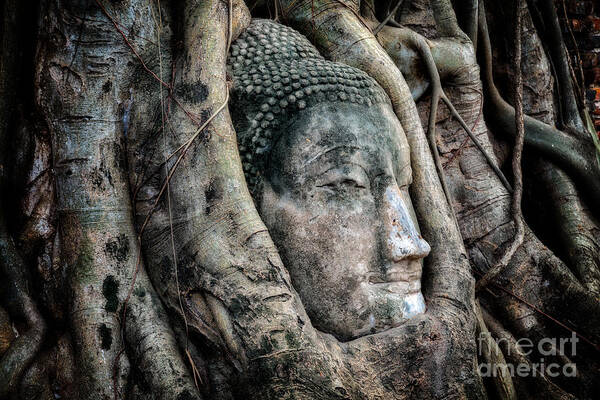 Wat Mahathat Art Print featuring the photograph Banyan Tree Buddha by Adrian Evans