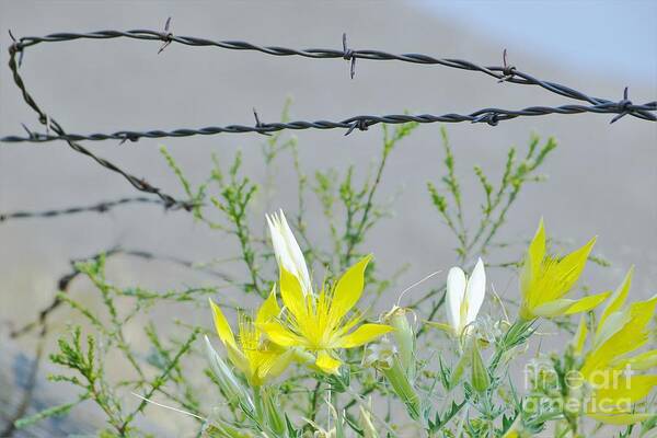 Barb Wire Art Print featuring the photograph Barb Wire Beauty by Merle Grenz
