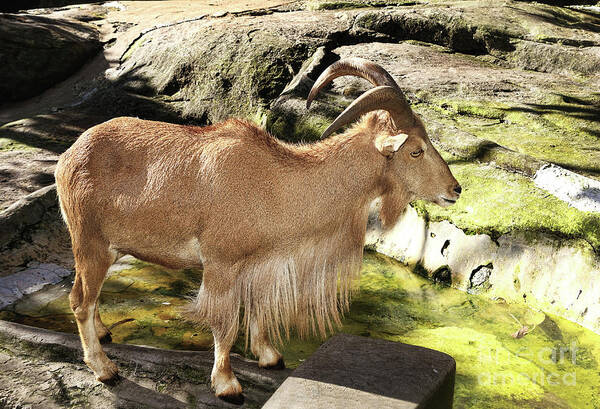 Photography Art Print featuring the photograph Barbary Sheep showing Long Hair by Kaye Menner by Kaye Menner