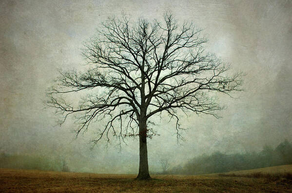 Lone Tree Art Print featuring the photograph Bare Tree and Fog by David Gordon