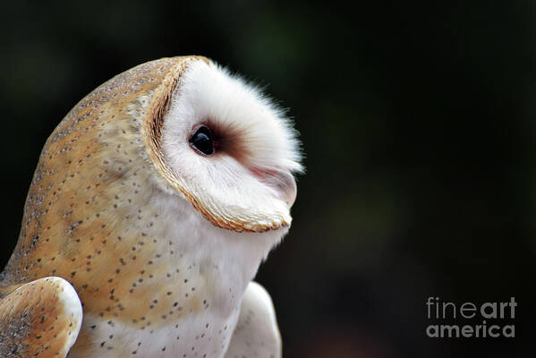 Denise Bruchman Art Print featuring the photograph Barn Owl by Denise Bruchman