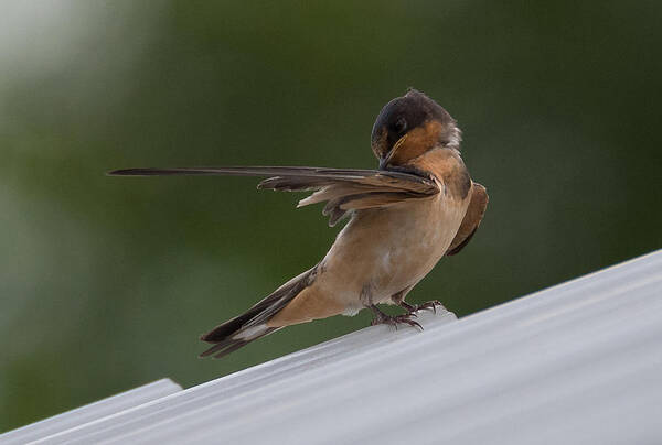 Barn Swallow Art Print featuring the photograph Barn Swallow by Holden The Moment