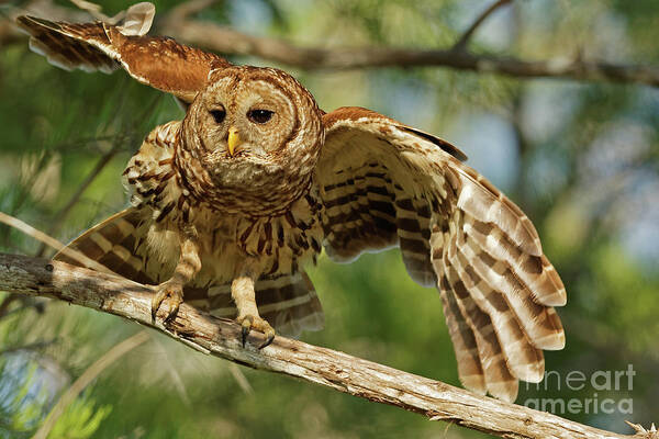 Barred Owl Art Print featuring the photograph Barred Owl Flight by Natural Focal Point Photography