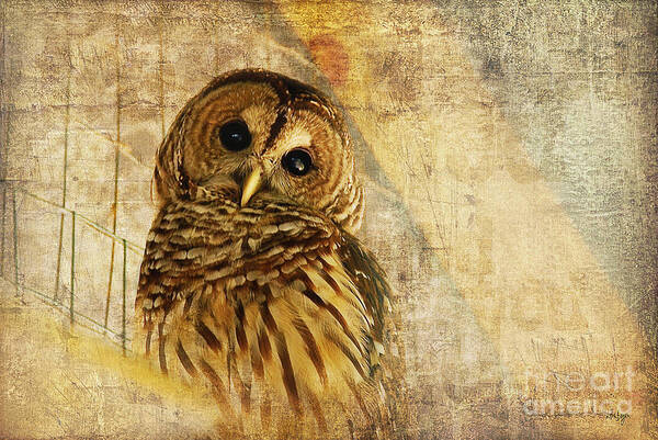 Owl Art Print featuring the photograph Barred Owl by Lois Bryan