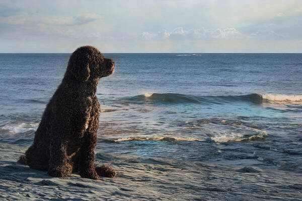 Portuguese Water Dog Art Print featuring the photograph Bask In The Sun by Robin-Lee Vieira