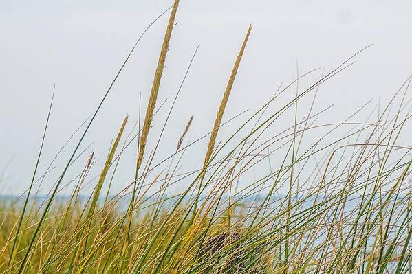  Art Print featuring the photograph Beach grass by Kendall McKernon