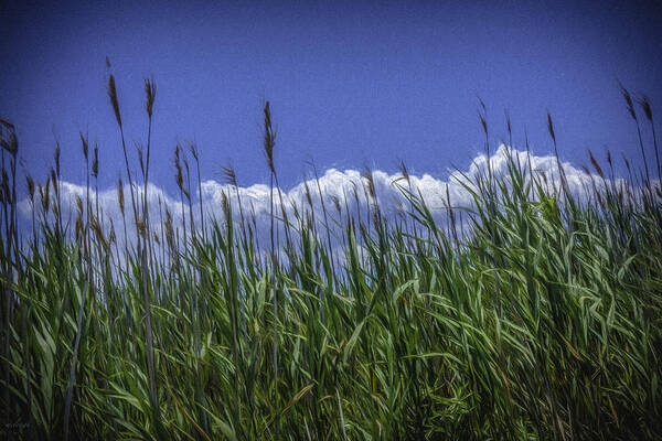 Coastal Scene Art Print featuring the photograph Beach Grass by Mary Clough