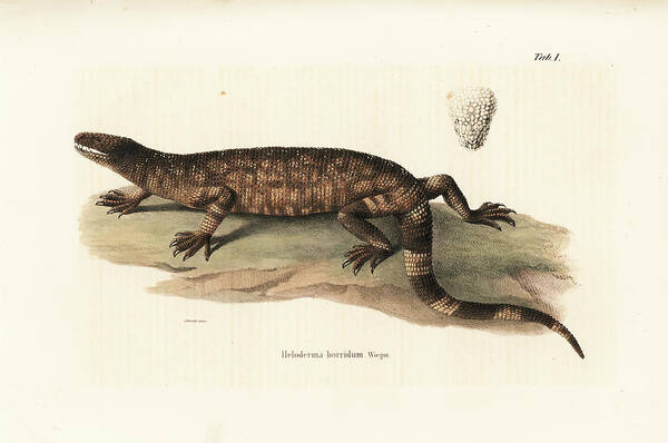 Reptiles Art Print featuring the drawing Beaded Lizard, Heloderma horridum by Friedrich August Schmidt