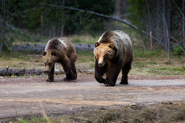 Bear Art Print featuring the photograph Bear Crossing by Carolyn Mickulas