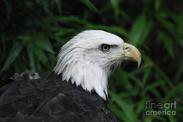 Eagle Art Print featuring the photograph Beautiful American Bald Eagle by DejaVu Designs