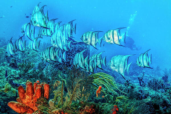 Fishing Art Print featuring the photograph Beautiful Angels on the Reef in HDR Detail by Debra and Dave Vanderlaan