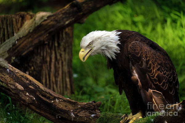 Eagle Art Print featuring the photograph Beautiful bald eagle looking down by Sam Rino