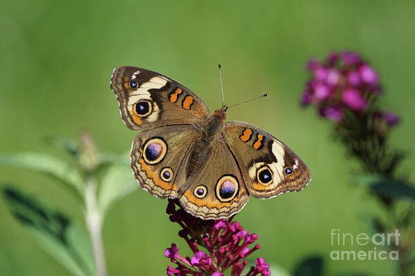 Butterfly Art Print featuring the photograph Beautiful Buckeye Butterfly by Robert E Alter Reflections of Infinity