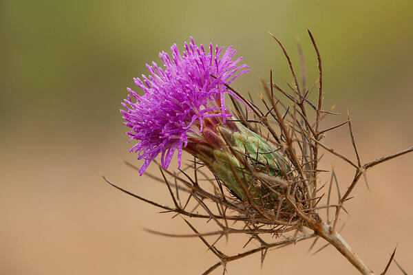 Flower Art Print featuring the photograph Beautiful Distaff-thistle by Yuri Peress