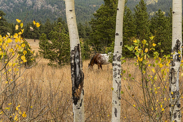 Horse Art Print featuring the photograph Beautiful Horse Through The Aspen Trees Trunks by James BO Insogna