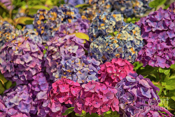 Summer Art Print featuring the photograph Beautiful hydrangea by Patricia Hofmeester