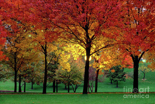 Autumn Art Print featuring the photograph Beautiful Light at the Park in St. Louis in Autumn by Wernher Krutein