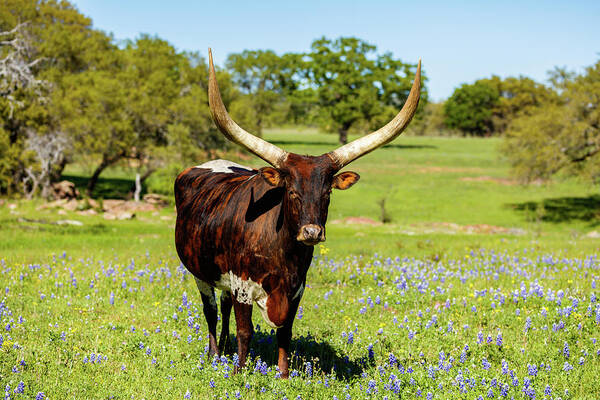 African Breed Art Print featuring the photograph Beautiful longhorn bull by Raul Rodriguez
